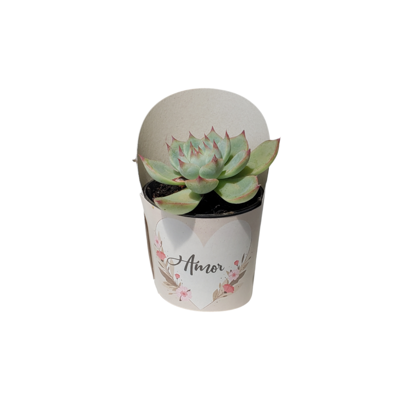 Cinta Cover Pote 6 Amor Nude