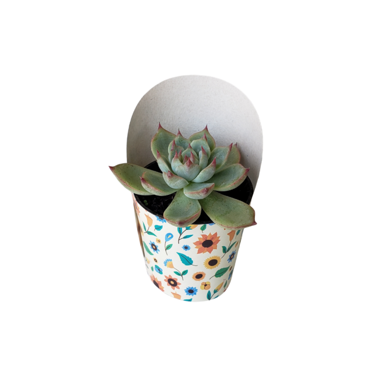 Cinta Cover Pote 6 Flores